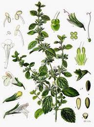 Lemon balm can be transplanted using cuttings or pieces of root with shoots from early spring to early summer. The Lemon Balm Plant