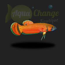Betta macrostoma is one of the most beautiful betta. Achat En Ligne De Betta Macrostoma