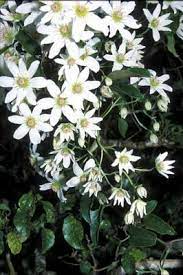 The clematis armandii with its hanging branches trailing from a pergola adorned with an abundance of white, fragrant flowers, is just spectacular. Clematis Paniculata New Zealand Plant Conservation Network