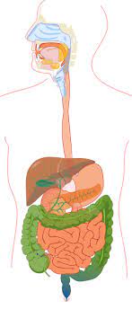 File Digestive System Without Labels Svg Wikimedia Commons