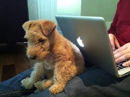 October 2011 Lakie Love Lakeland Terrier Puppies Terrier Puppies Lakeland Terrier