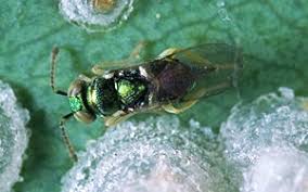 Image result for Ypsilopus liae