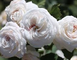 Buy wholesale white peony boule de neige 60cm for delivery direct to any uk address. Boule De Neige Rose White Bourbon Historic Rose