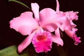 Conoce porqué la Orquídea es la flor nacional - El Carabobeño