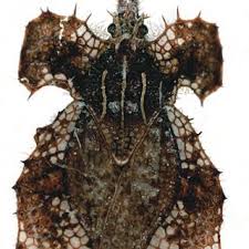 Image result for Hermannia micropetala