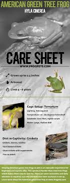 These frogs eat all kinds of insects and are often found around outdoor lights at night where insects congregate. American Green Tree Frog Pet Care Cage Setup Diet And Husbandry