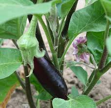 Peel and cube your eggplant. Eggplant Queen Of Vegetables Cooking With Rosetta