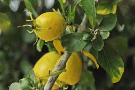 Image result for Bersama lucens