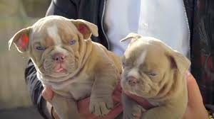 Meet the breeder whose Micro-Bully puppies sell for $10,000 | PetsRadar