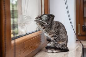 See more ideas about animal mashups, animals, photoshopped animals. 49 Strange Animal Hybrids Bred In Photoshop Bored Panda