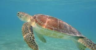 Discover Akumal A Paradise Near Playa Del Carmen Akumal Akumal Beach Playa Del Carmen