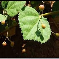 Image result for Grewia holtzii