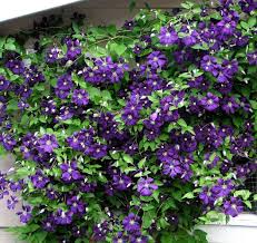 Known as the queen of the climbers, clematis plants will train onto trellises and fences, or arch gracefully over doorways. Jackmani Superba Clematis Vine 2 5 Pot Walmart Com Walmart Com