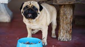 Check spelling or type a new query. Best Food For Pug Puppies In India Buying Guide