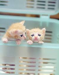 Giving Away Kittens Near Me Either Kittens For Sale Albany Oregon From Kittens Near Me Petco Cartoon Cute Animal Kittens Cutest Cute Baby Animals Cute Animals