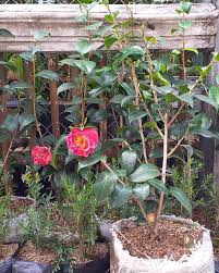 It is an old javanese term which literally means outer islands. Bunga Camelia Ukuran Mulai 30 Cm Sampe 60 Cm An Ali Garden82 Tersedia Tanaman Hias Dan Jasa Pembuatan Taman Telp Whatsa Plants Cianjur Bunga