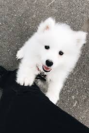 Olivia Stromberg Adli Kullanicinin Dogs Lover Panosundaki Pin Hayvan Yavrusu Sevimli Kopek Yavrulari Yavru Kopek