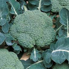 Know Before You Grow Broccoli And Cauliflower Growing Broccoli Growing Cauliflower Organic Seeds