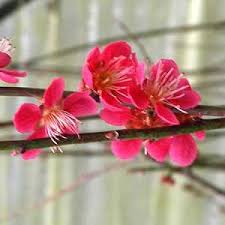 It is rather acid and is usually processed, to make liquors such as the famous umeshu (梅酒). Apricot Bonsai Care Bonsaischule Wenddorf