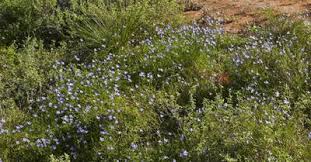 Is the listing 4376150 wahlenbergia luteola or do you want me to put the photo 4 i removed on separately? Factsheet Wahlenbergia Tumidifructa