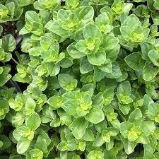 Image result for Satureja