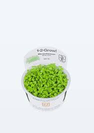 Focus canale 35 e meteo.it sono media partner del festival, radio monte carlo è la radio ufficiale. Buy 1 2 Grow Micranthemum Monte Carlo Online Free Uae Delivery Over 100 Aed