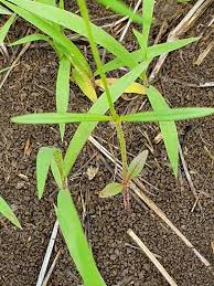 Image result for Oldenlandia lancifolia