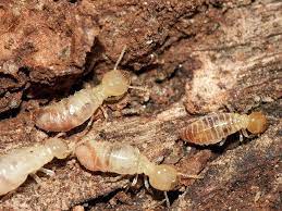 شركة مكافحة الحشرات ببريدة 0546913632 وعنيزة termites termite control termite treatment