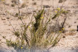 Image result for Senecio consanguineus