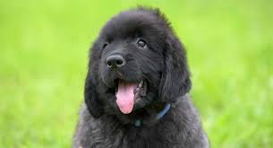 Dog breeders and puppies for sale in maine. Newfoundland Dog Names Great Ideas For Your New Pup