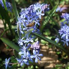 Mar 08, 2019 · ladoňka (scilla) v zahradách je nejběžnějším zástupcem tohoto rodu ladoňka dvoulistá (scilla bifolia l.). Scilla Bifolia Shipton Bulbs