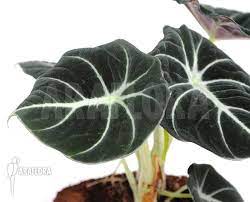 Check spelling or type a new query. Araflora Exotic Flora Mehr Alocasia Reginula Black Velvet