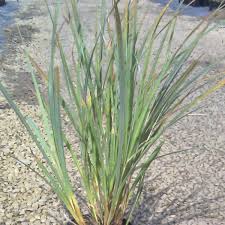 Image result for Sebaea sedoides