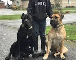 Black Boerboel Puppies For Sale In Cape Town Cane Corso X Boerboel Cane Corso Dog Giant Dogs Cane Corso