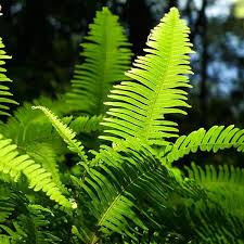 Image result for Dicranopteris