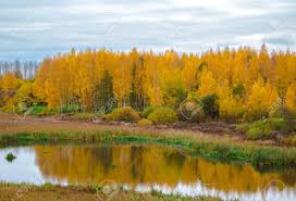 Bandiere bielorussia oltre 30.000 bandiere diverse 14 diversi formati di bandiera made in germany qualità premium di più. Immagini Stock Alberi Di Autunno Di Paesaggio Con Foglie Gialle A Loschice Vecchio Parco Di Proprieta Minsk Bielorussia Autunno D Oro Image 88252171