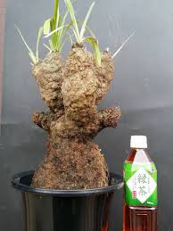 Image result for Xerophyta trichophylla