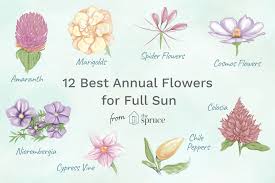 If your planting site receives at least 6 hours of direct sun each day during the summer, choose flowers and plants that thrive in full sun exposures. 12 Best Annual Flowers For Full Sun