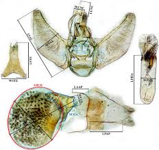 Image result for Eupithecia conterminata
