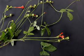 Image result for Ipomoea hederifolia