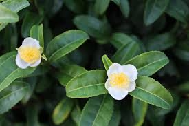 Pin On Herbalism