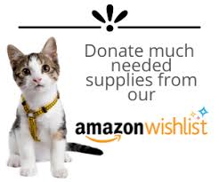 We've compiled a list of steps that will help you during your first day and weeks of adopting a cat: About Kitty Queen Cat Rescue Kitty Queen Cat Rescue