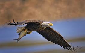 Check spelling or type a new query. Sayap Burung Elang Predator Elang Sayap Elang Botak Burung Wallpaper Hd Wallpaperbetter