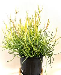 Image result for Euphorbia tirucalli