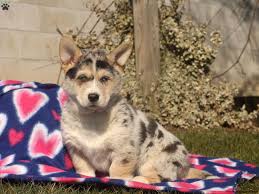 Hes great on a leash and w. Welsh Corgi Mix Puppies For Sale Greenfield Puppies
