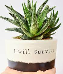 What kind of soil should you use? Upgrade Your Succulent Game With These 7 Clever Plants Succulent Pots Cactus Garden Design Plants