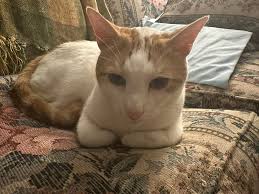 The cat like watching TV