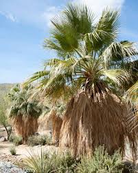 Image result for Wiesneria filifolia