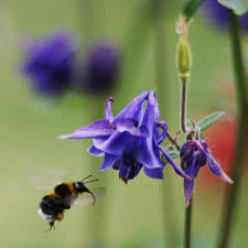 Maybe you would like to learn more about one of these? Bees Pollination And Citizen Science In Berlin S Gardens Museum Fur Naturkunde