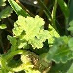 Image result for Grangea maderaspatana